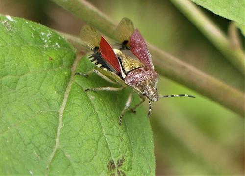 Réf. 265 699 : Dolycoris baccarum